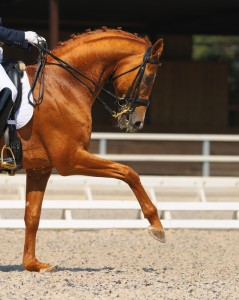 dressage confidence